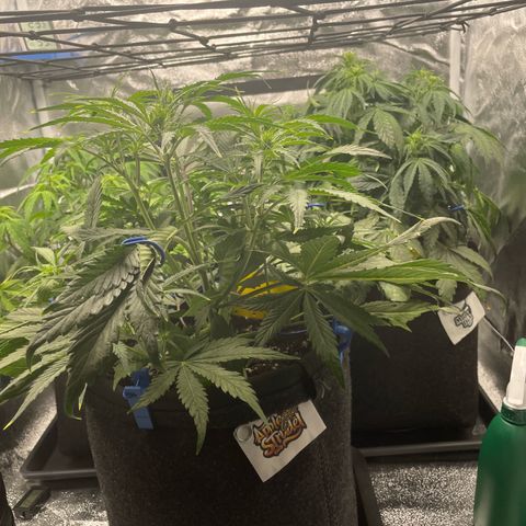 Moby Dick Auto x BioTabs growlog timeline photo