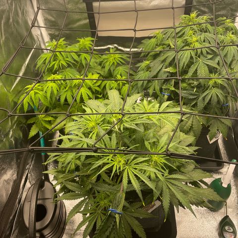 Moby Dick Auto x BioTabs growlog timeline photo