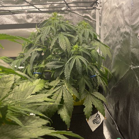 Moby Dick Auto x BioTabs growlog timeline photo