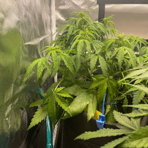 Moby Dick Auto x BioTabs growlog timeline photo