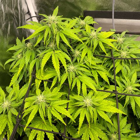 Moby Dick Auto x BioTabs growlog timeline photo