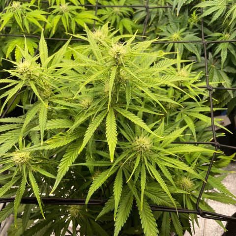 Moby Dick Auto x BioTabs growlog timeline photo