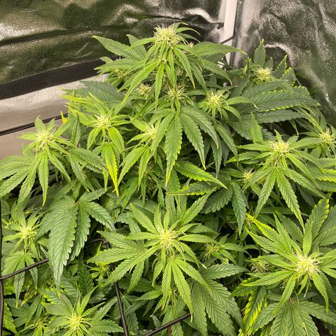 Moby Dick Auto x BioTabs growlog timeline photo