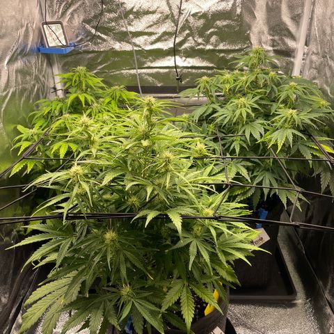 Moby Dick Auto x BioTabs growlog timeline photo