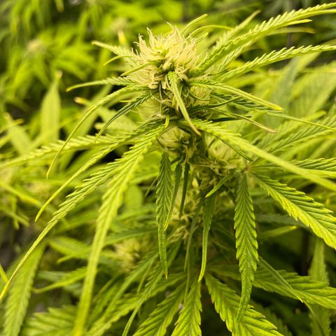 Moby Dick Auto x BioTabs growlog timeline photo