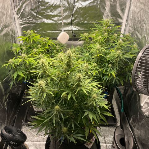 Moby Dick Auto x BioTabs growlog timeline photo
