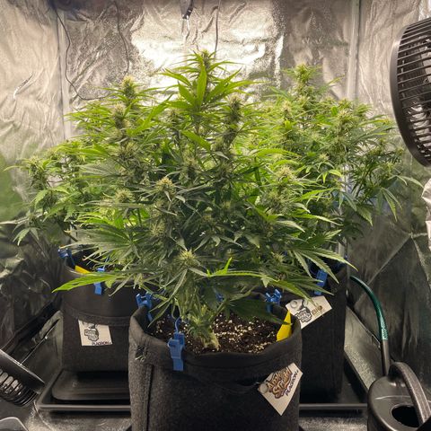 Moby Dick Auto x BioTabs growlog timeline photo