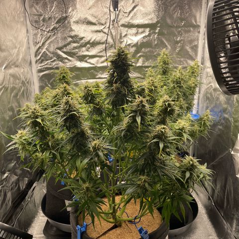 Moby Dick Auto x BioTabs growlog timeline photo
