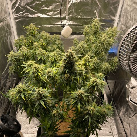 Moby Dick Auto x BioTabs growlog timeline photo