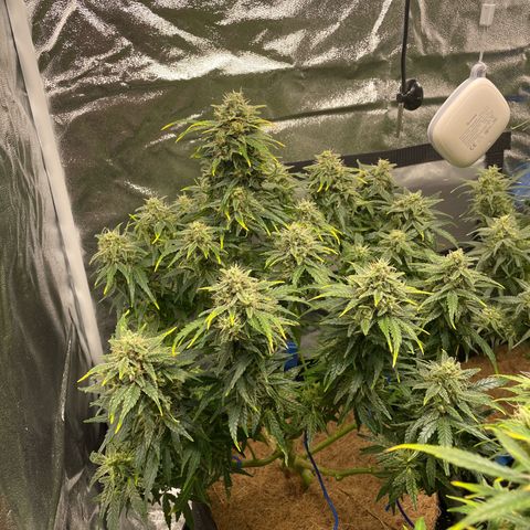 Moby Dick Auto x BioTabs growlog timeline photo
