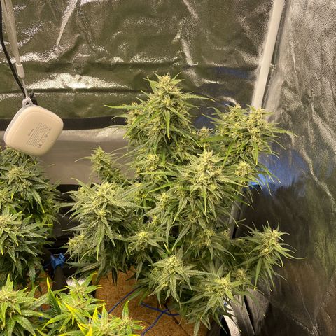 Moby Dick Auto x BioTabs growlog timeline photo