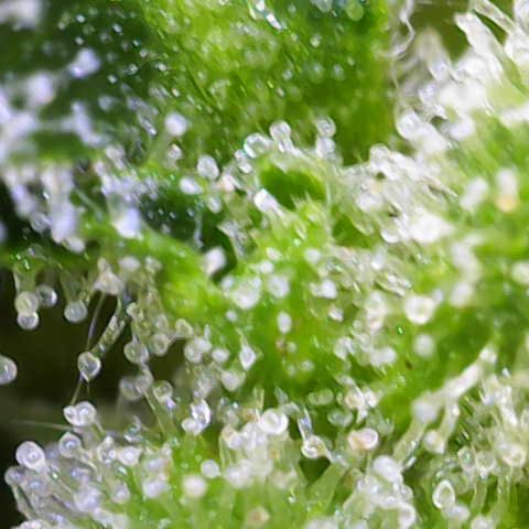 Moby Dick Auto x BioTabs growlog timeline photo