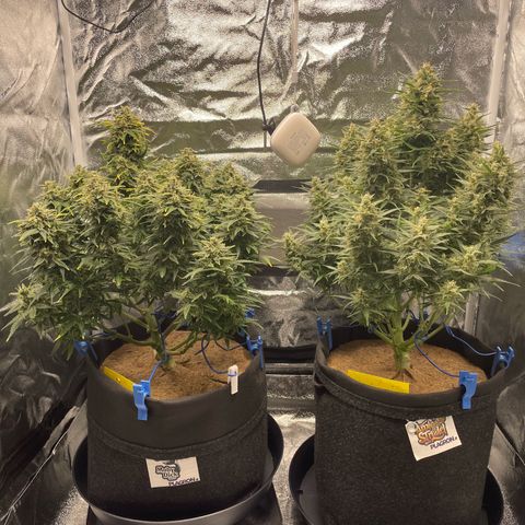 Moby Dick Auto x BioTabs growlog timeline photo