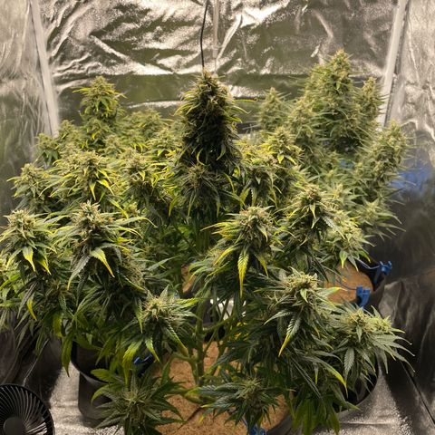 Moby Dick Auto x BioTabs growlog timeline photo