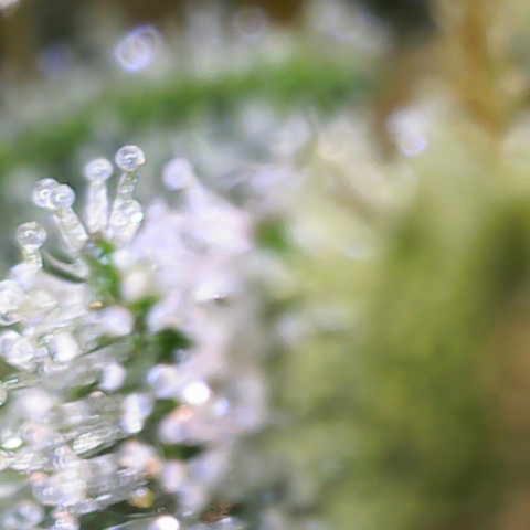 Moby Dick Auto x BioTabs growlog timeline photo