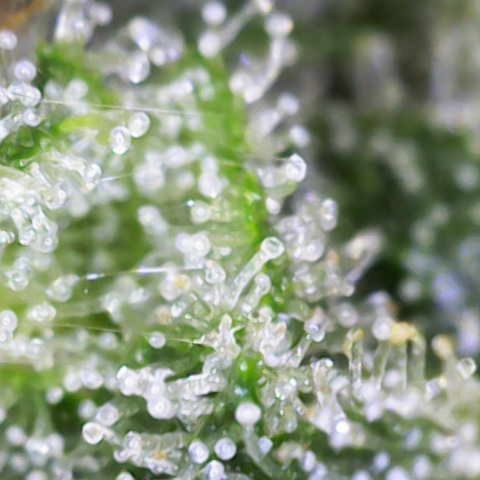 Moby Dick Auto x BioTabs growlog timeline photo