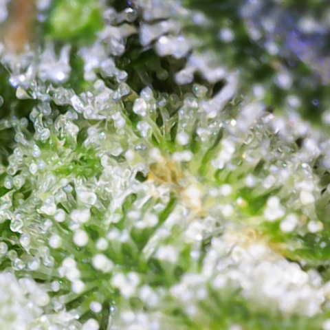 Moby Dick Auto x BioTabs growlog timeline photo