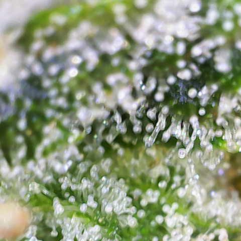 Moby Dick Auto x BioTabs growlog timeline photo