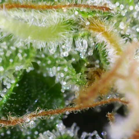 Moby Dick Auto x BioTabs growlog timeline photo