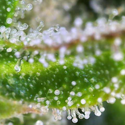 Moby Dick Auto x BioTabs growlog timeline photo