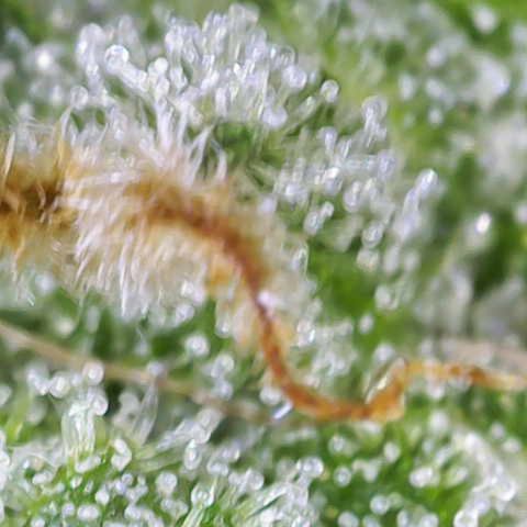 Moby Dick Auto x BioTabs growlog timeline photo