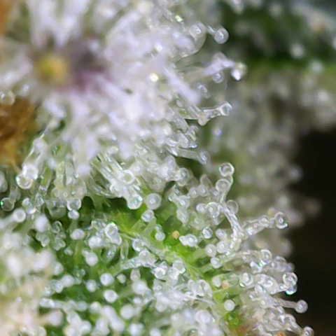 Moby Dick Auto x BioTabs growlog timeline photo