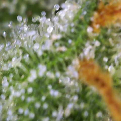 Moby Dick Auto x BioTabs growlog timeline photo