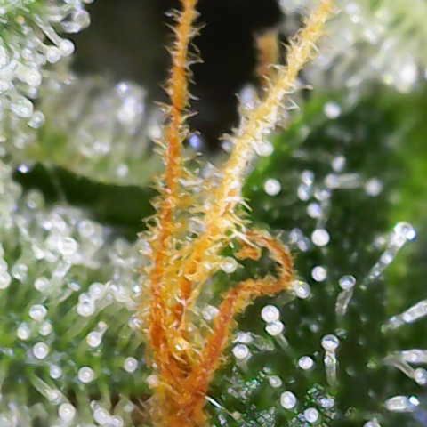 Moby Dick Auto x BioTabs growlog timeline photo