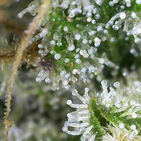 Moby Dick Auto x BioTabs growlog timeline photo