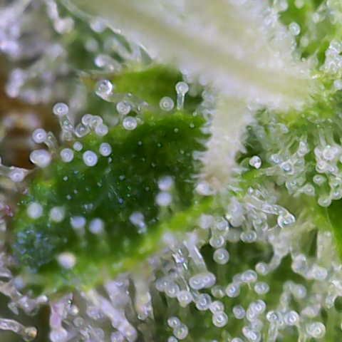 Moby Dick Auto x BioTabs growlog timeline photo