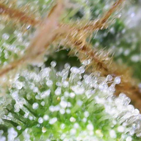 Moby Dick Auto x BioTabs growlog timeline photo