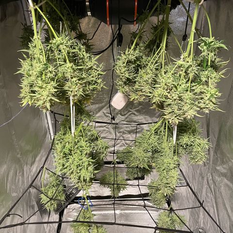 Moby Dick Auto x BioTabs growlog timeline photo