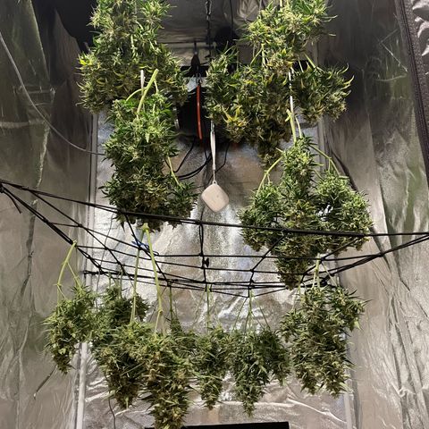 Moby Dick Auto x BioTabs growlog timeline photo