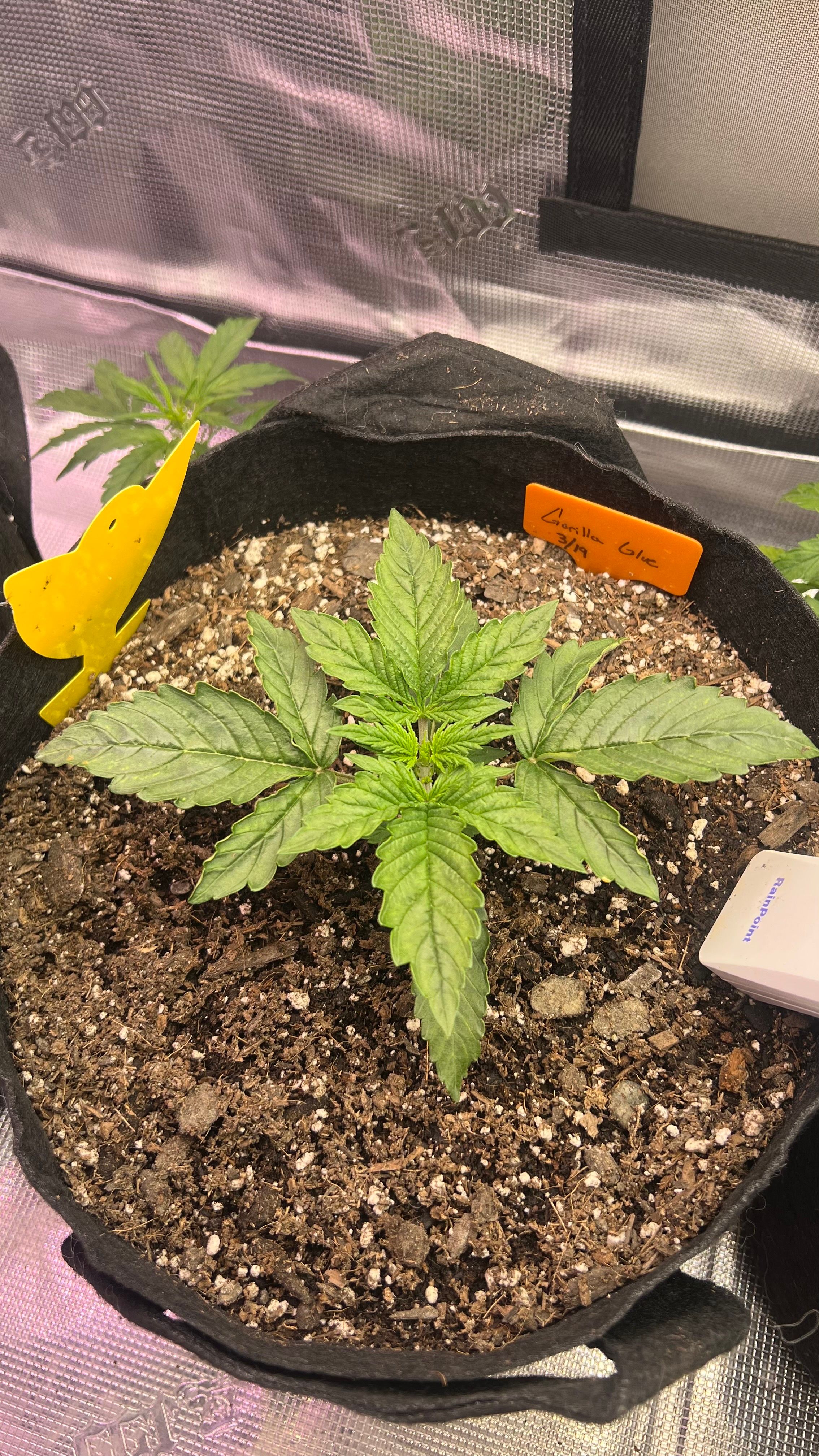 Gorilla Glue Auto growlog header