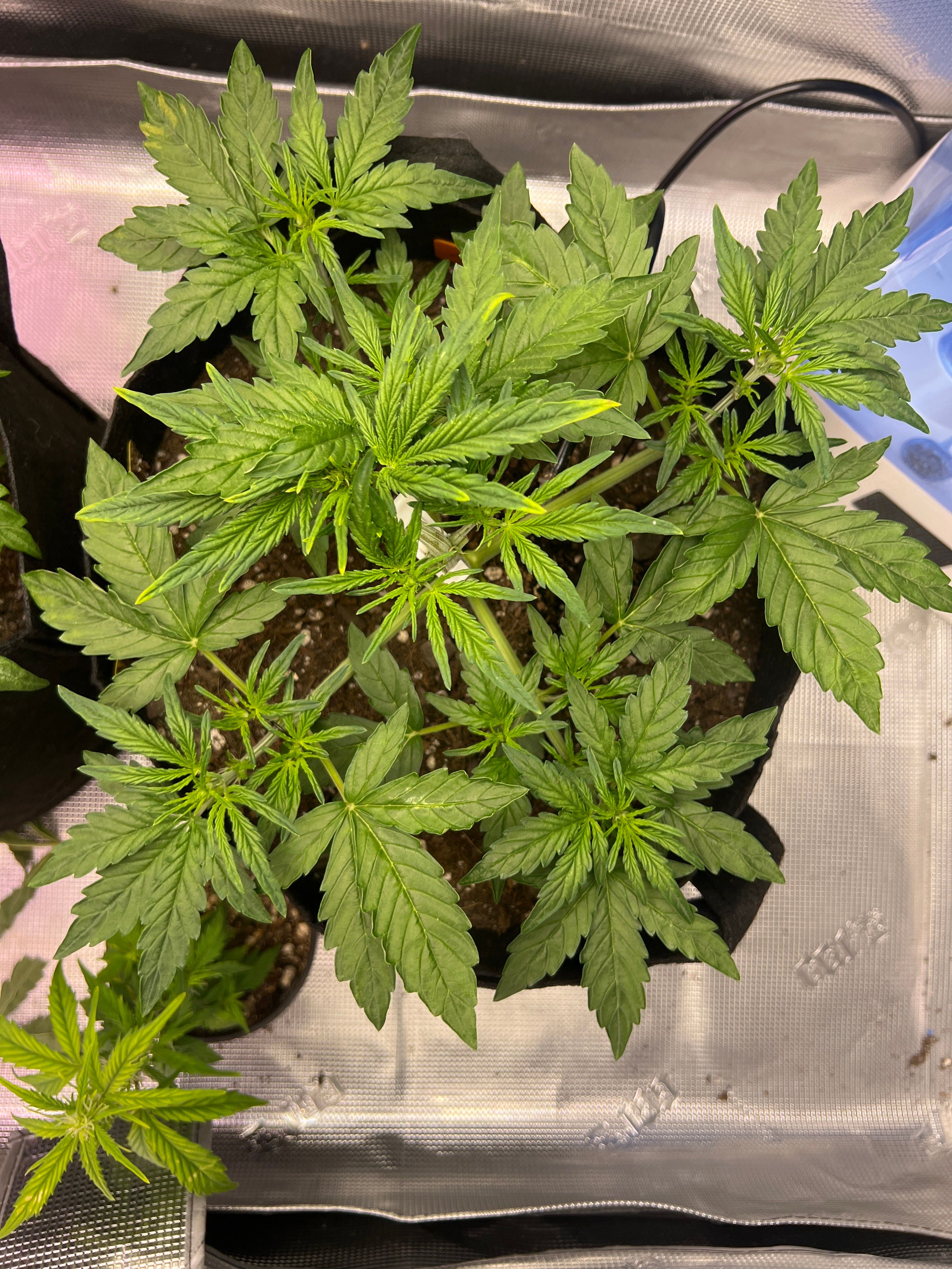 Gorilla Glue Auto growlog photo 6