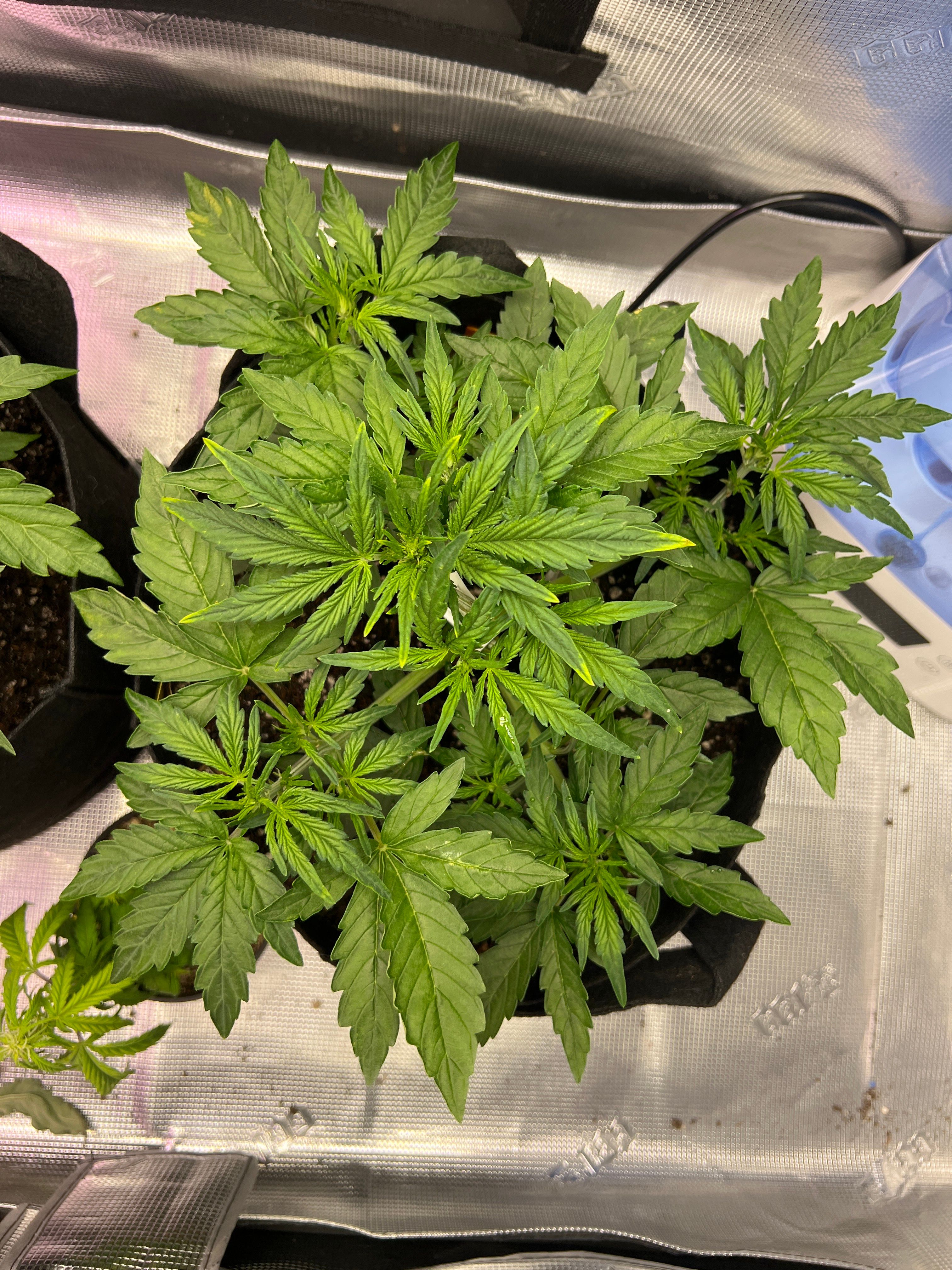 Gorilla Glue Auto growlog photo 7