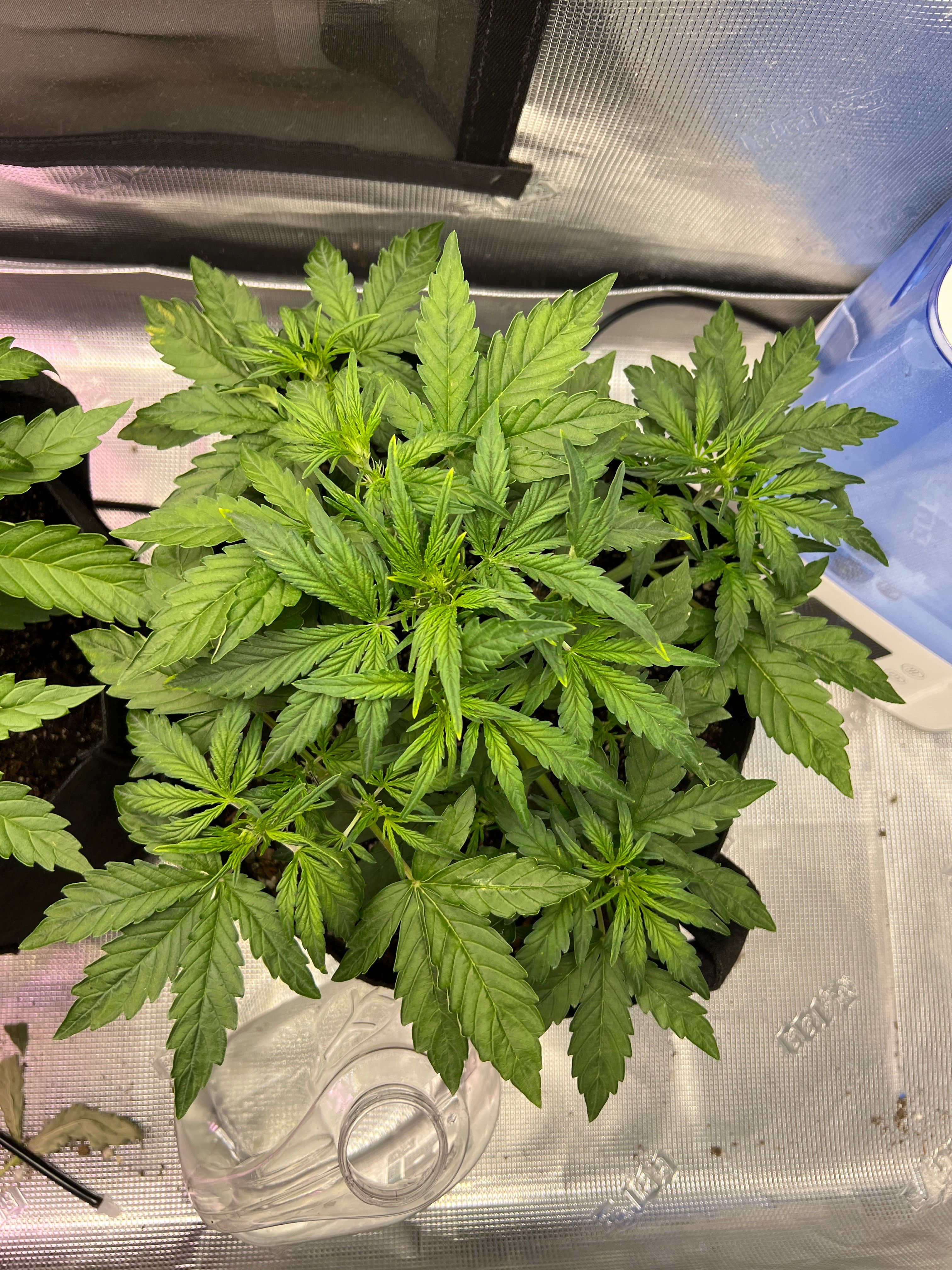 Gorilla Glue Auto growlog photo 8