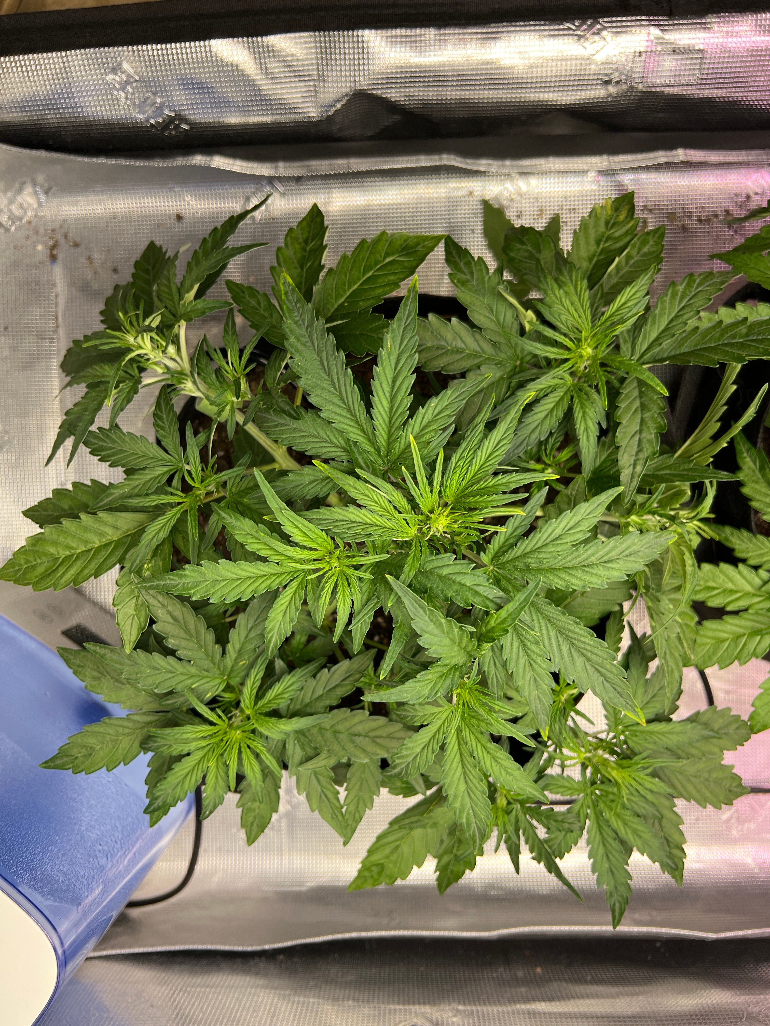 Gorilla Glue Auto growlog photo 9