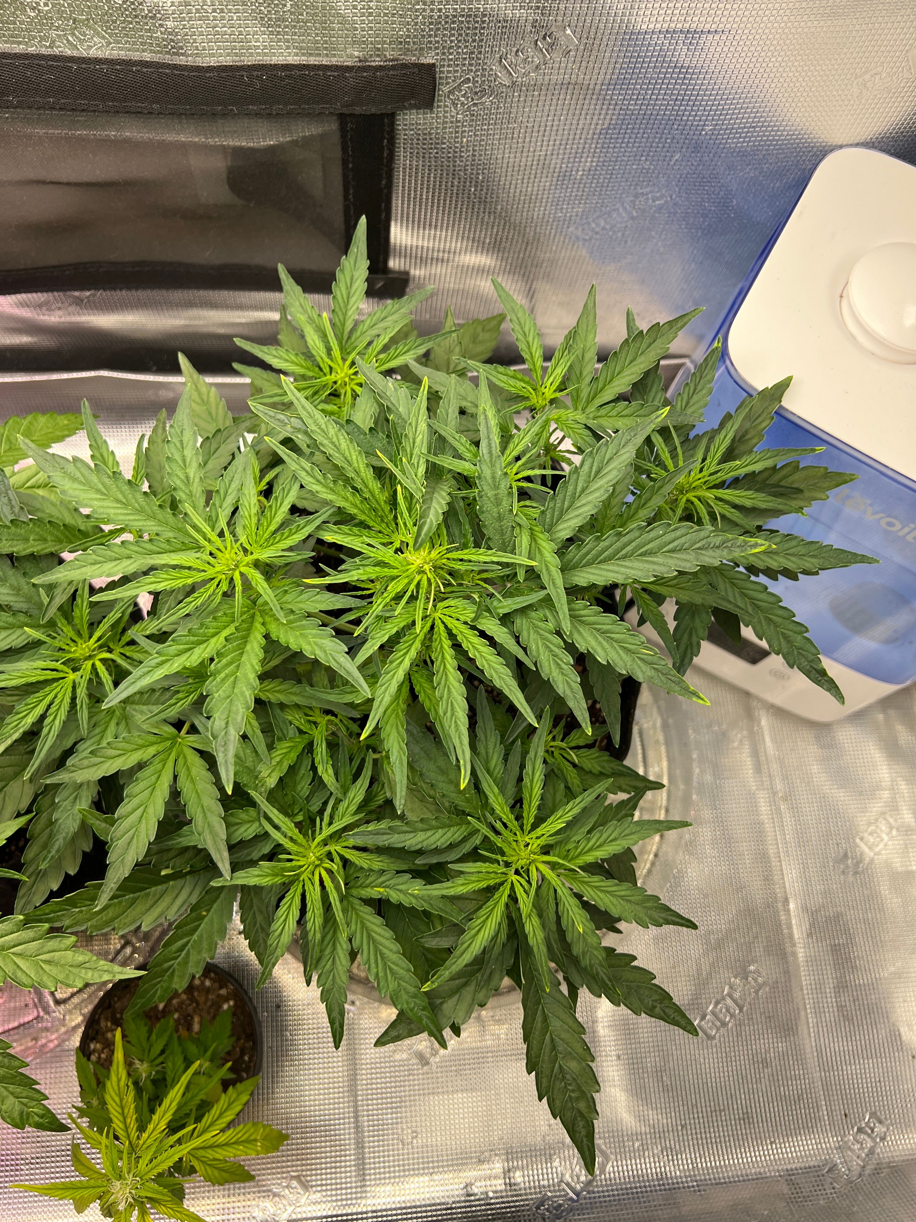 Gorilla Glue Auto growlog photo 10