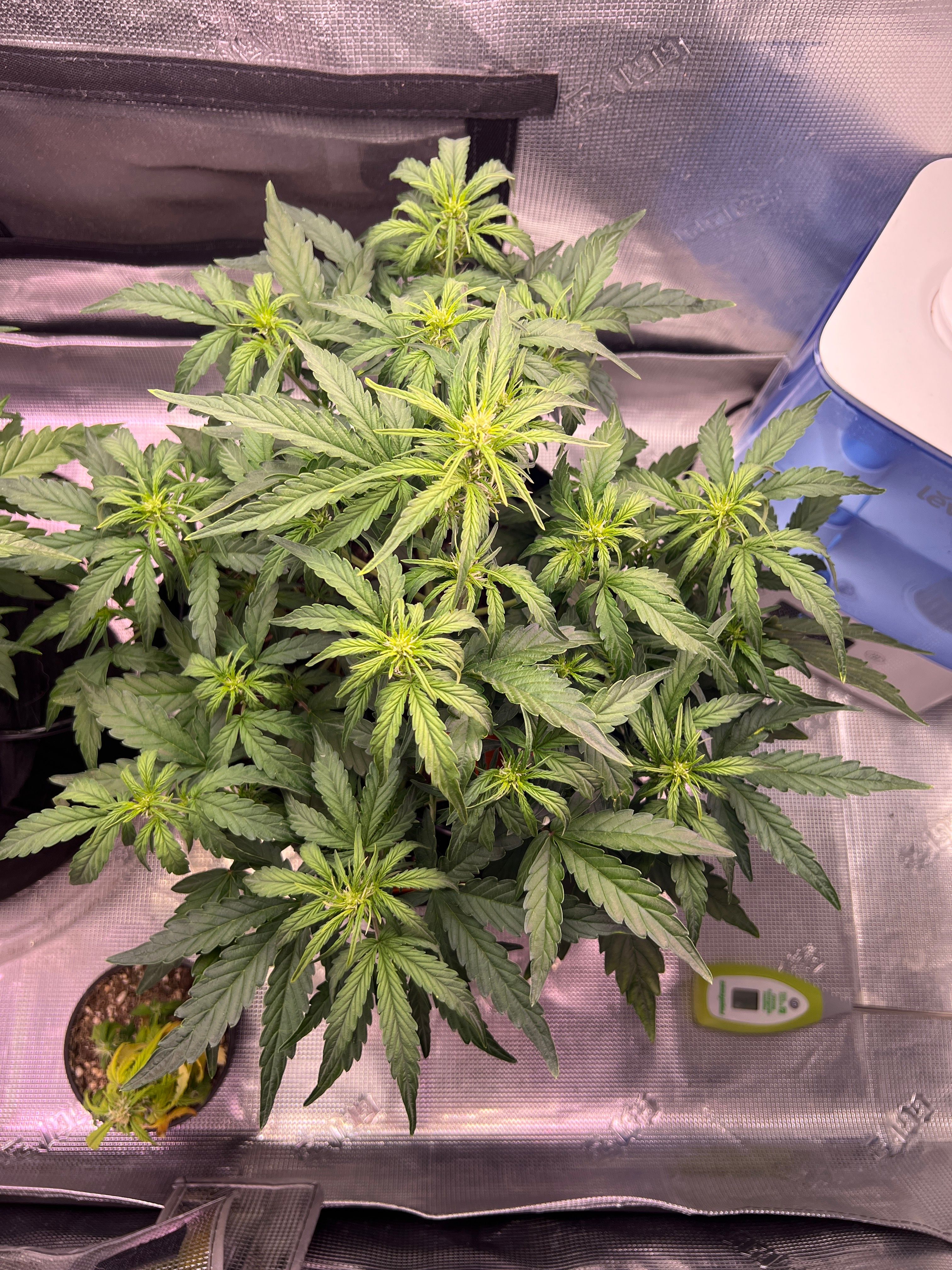 Gorilla Glue Auto growlog photo 12