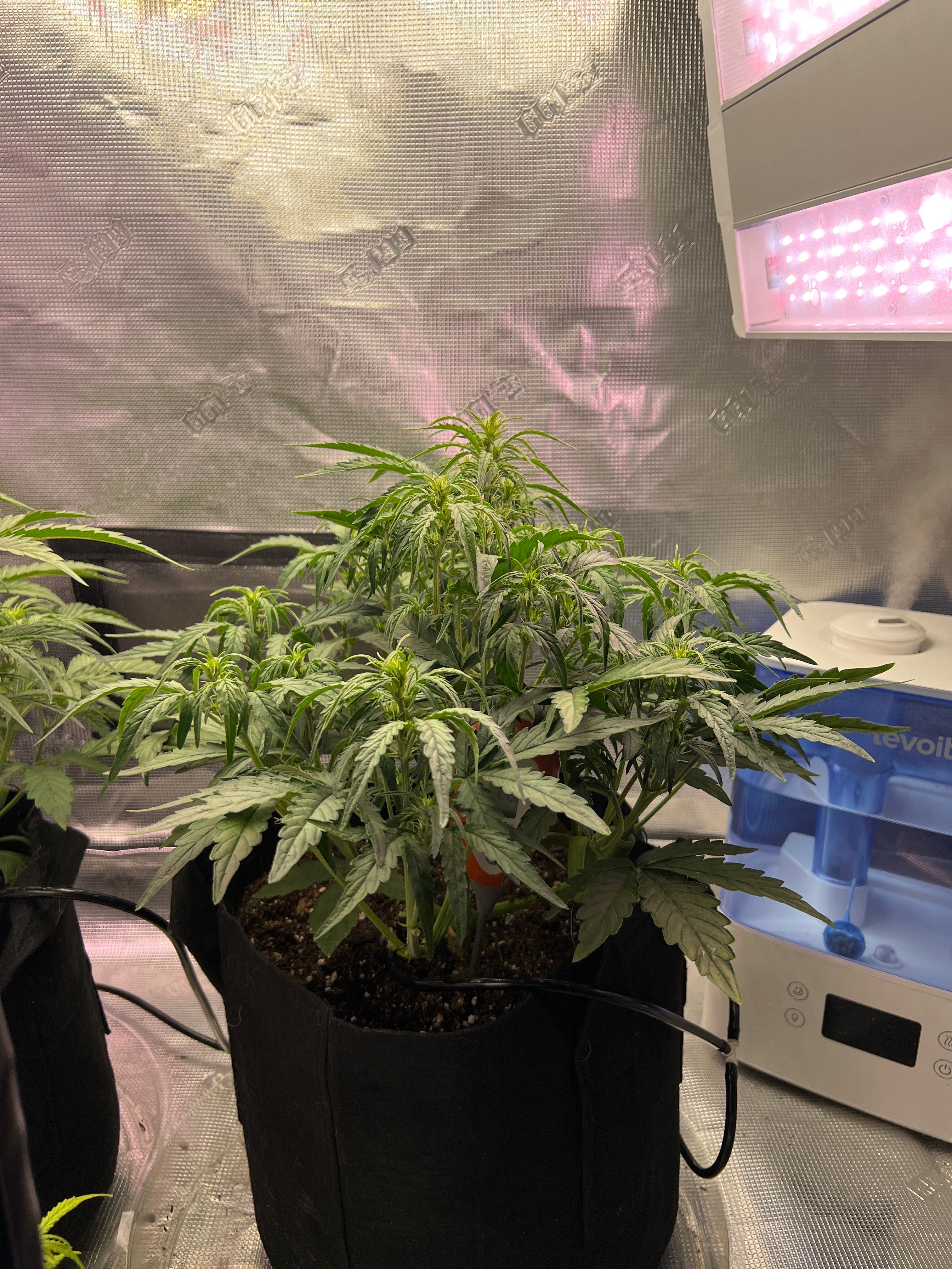 Gorilla Glue Auto growlog photo 11
