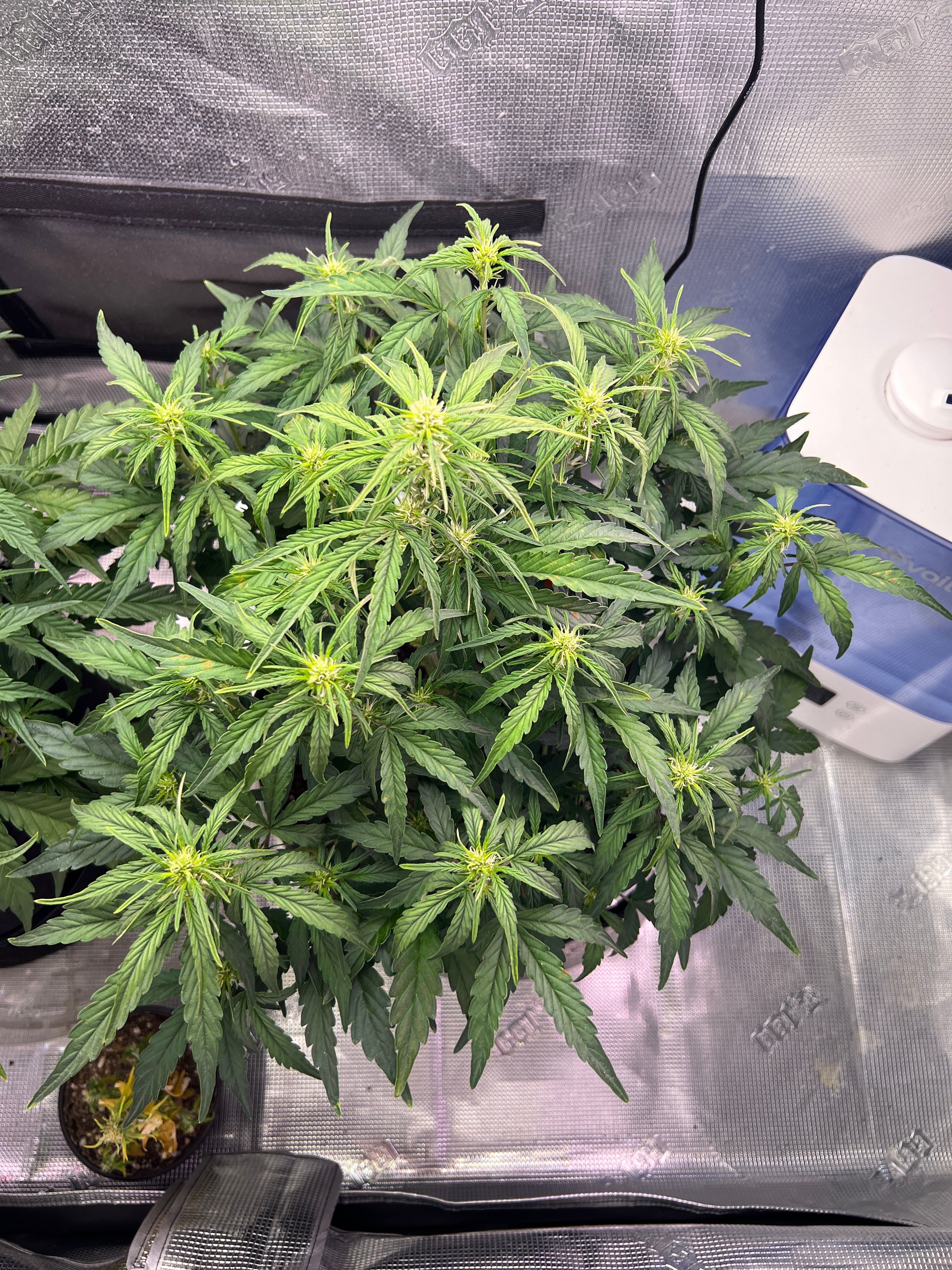 Gorilla Glue Auto growlog photo 13