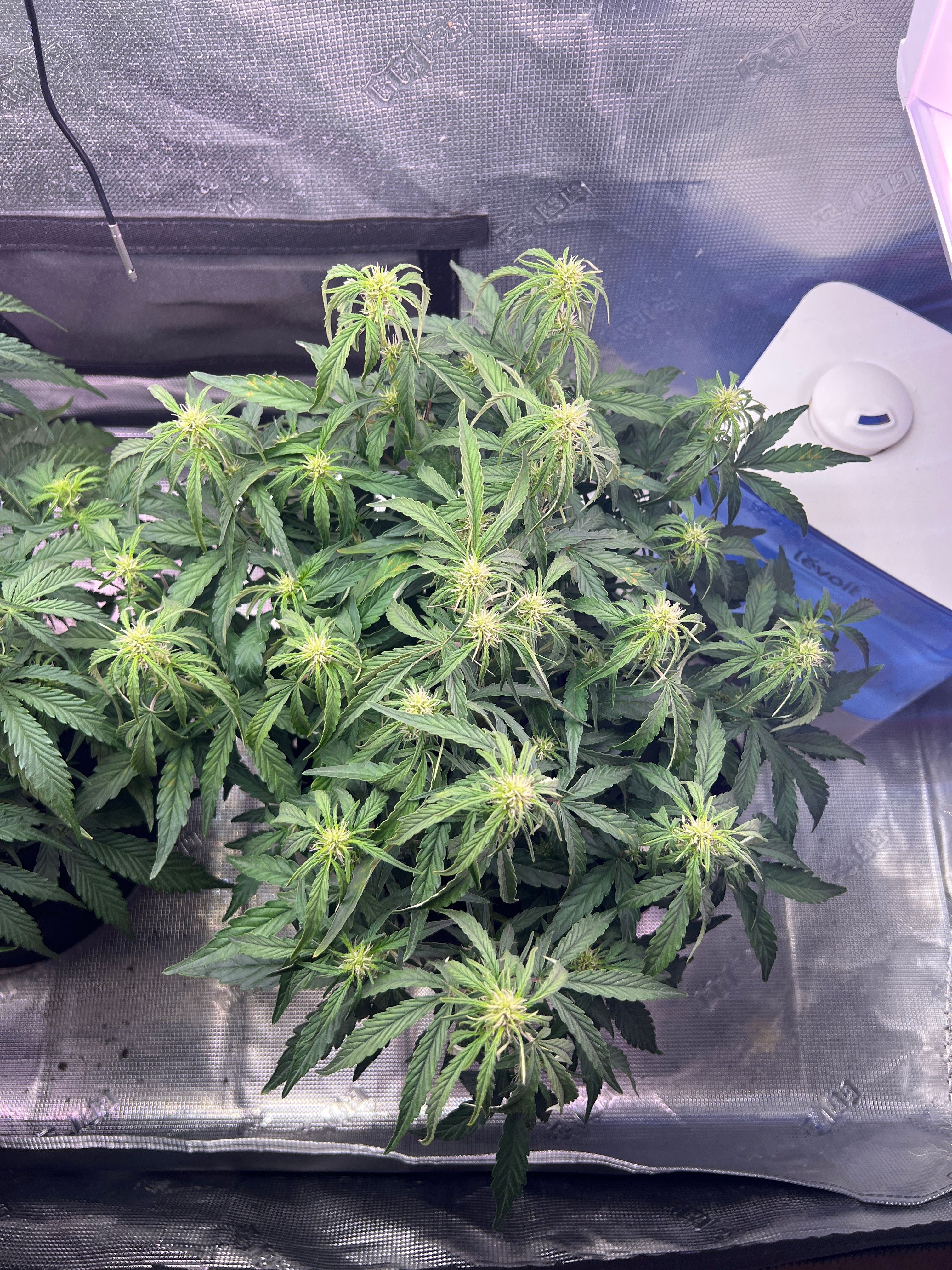 Gorilla Glue Auto growlog photo 14