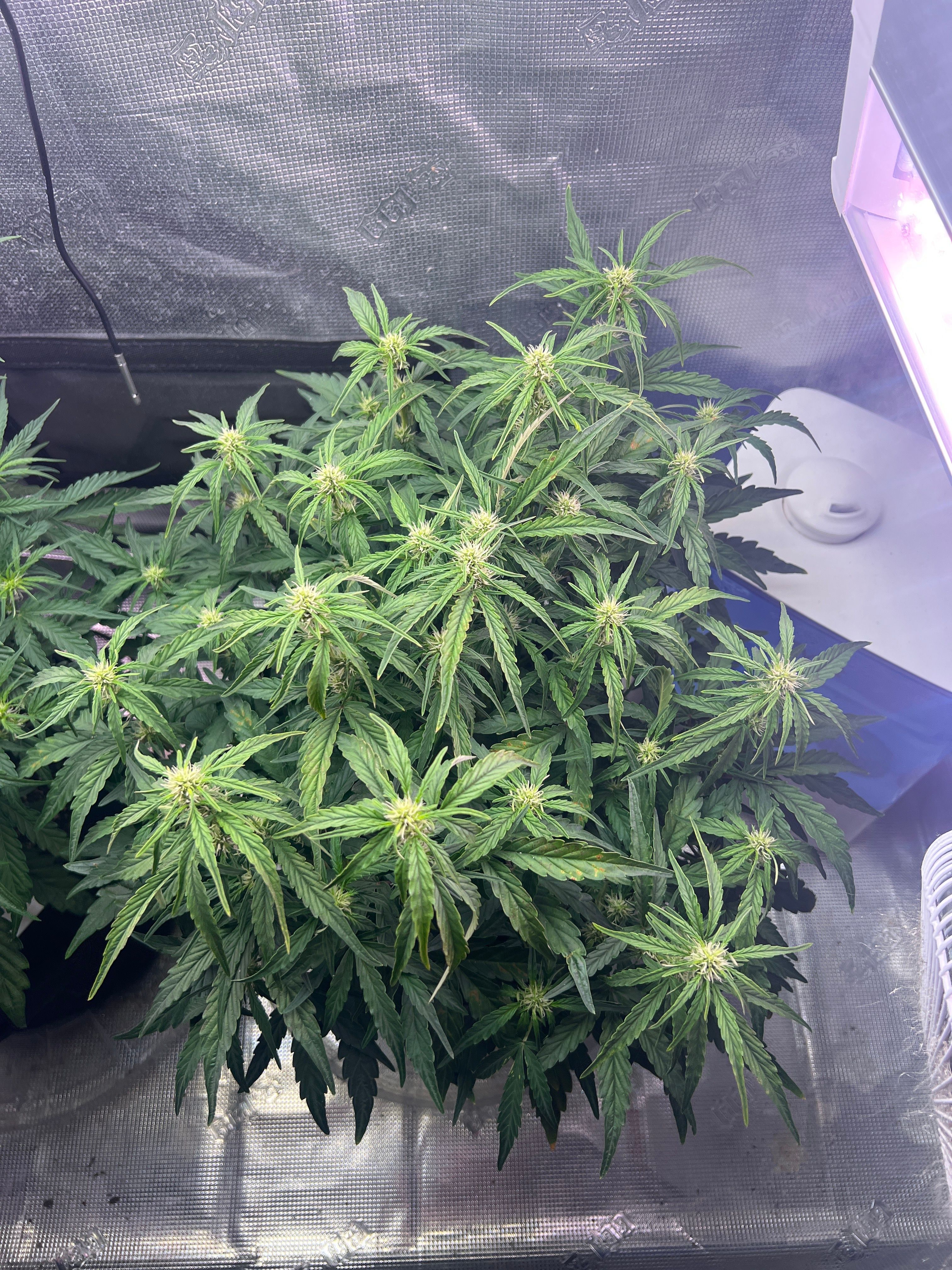Gorilla Glue Auto growlog photo 16