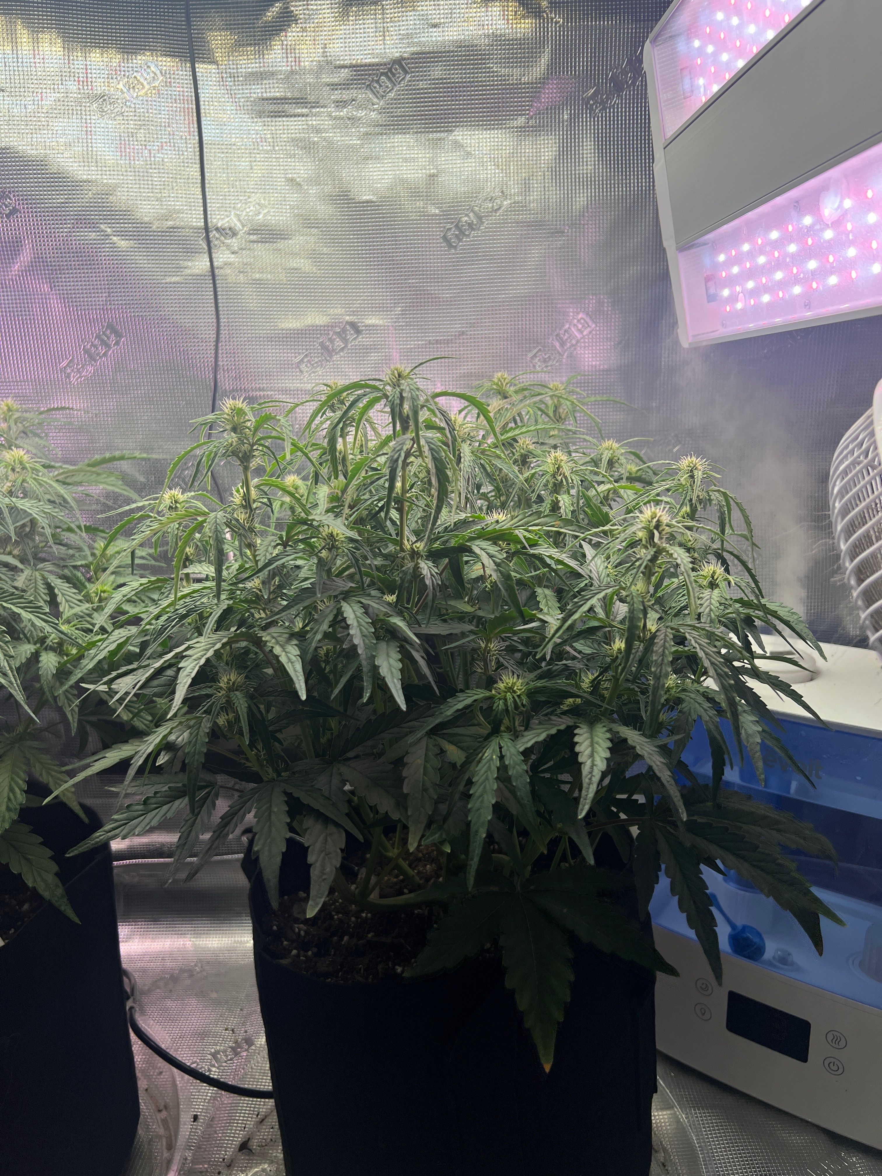Gorilla Glue Auto growlog photo 15
