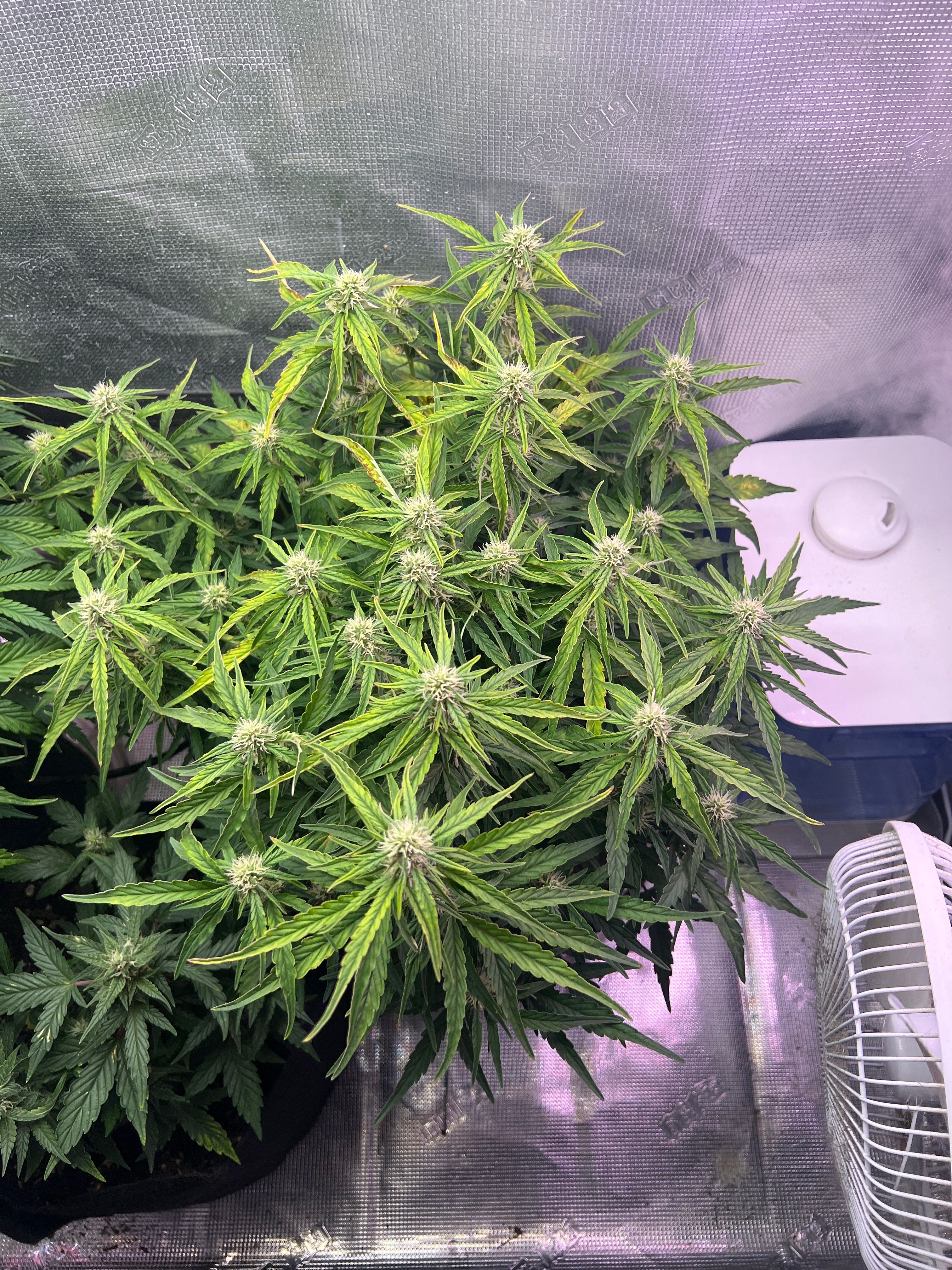 Gorilla Glue Auto growlog photo 17