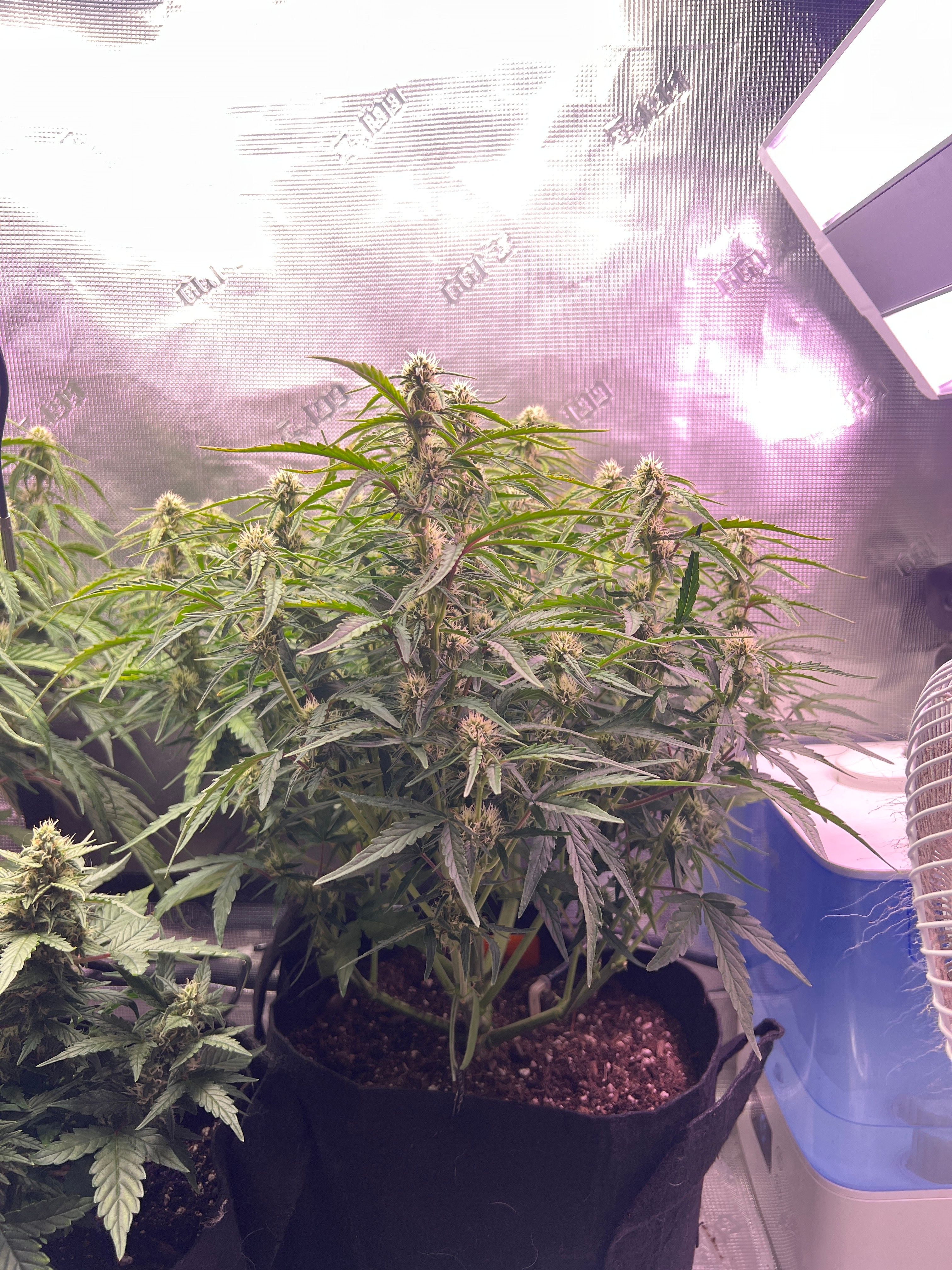 Gorilla Glue Auto growlog photo 18