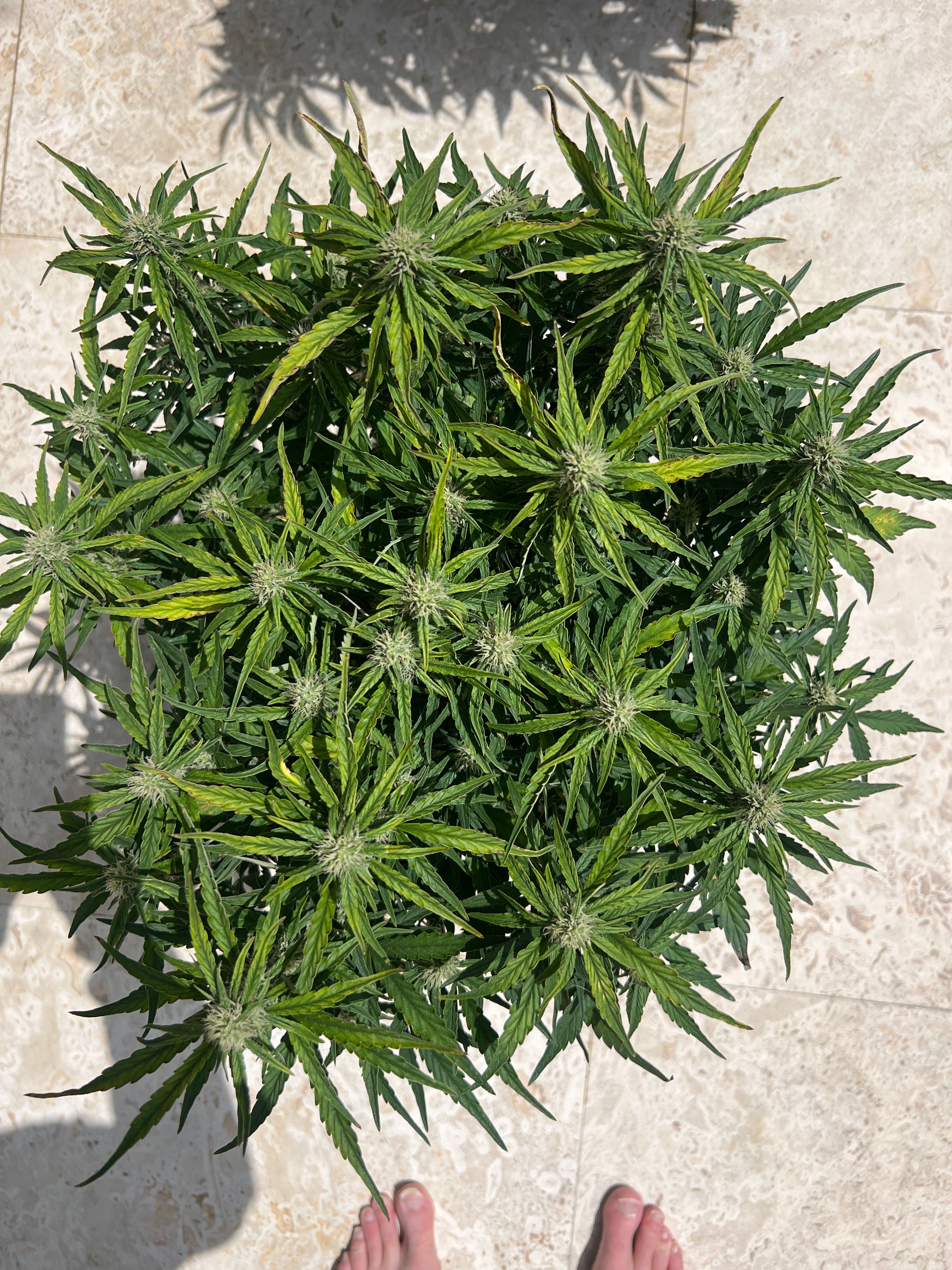 Gorilla Glue Auto growlog photo 22