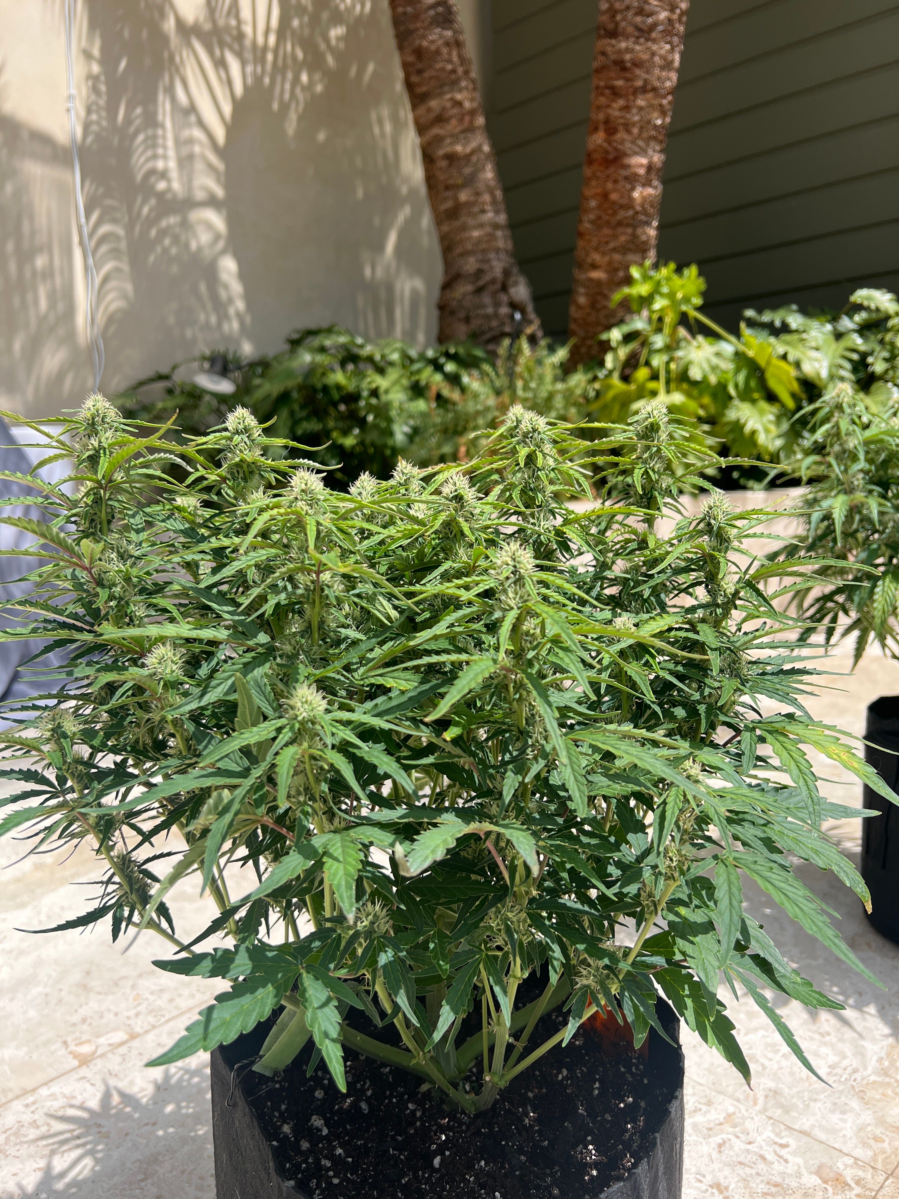 Gorilla Glue Auto growlog photo 21