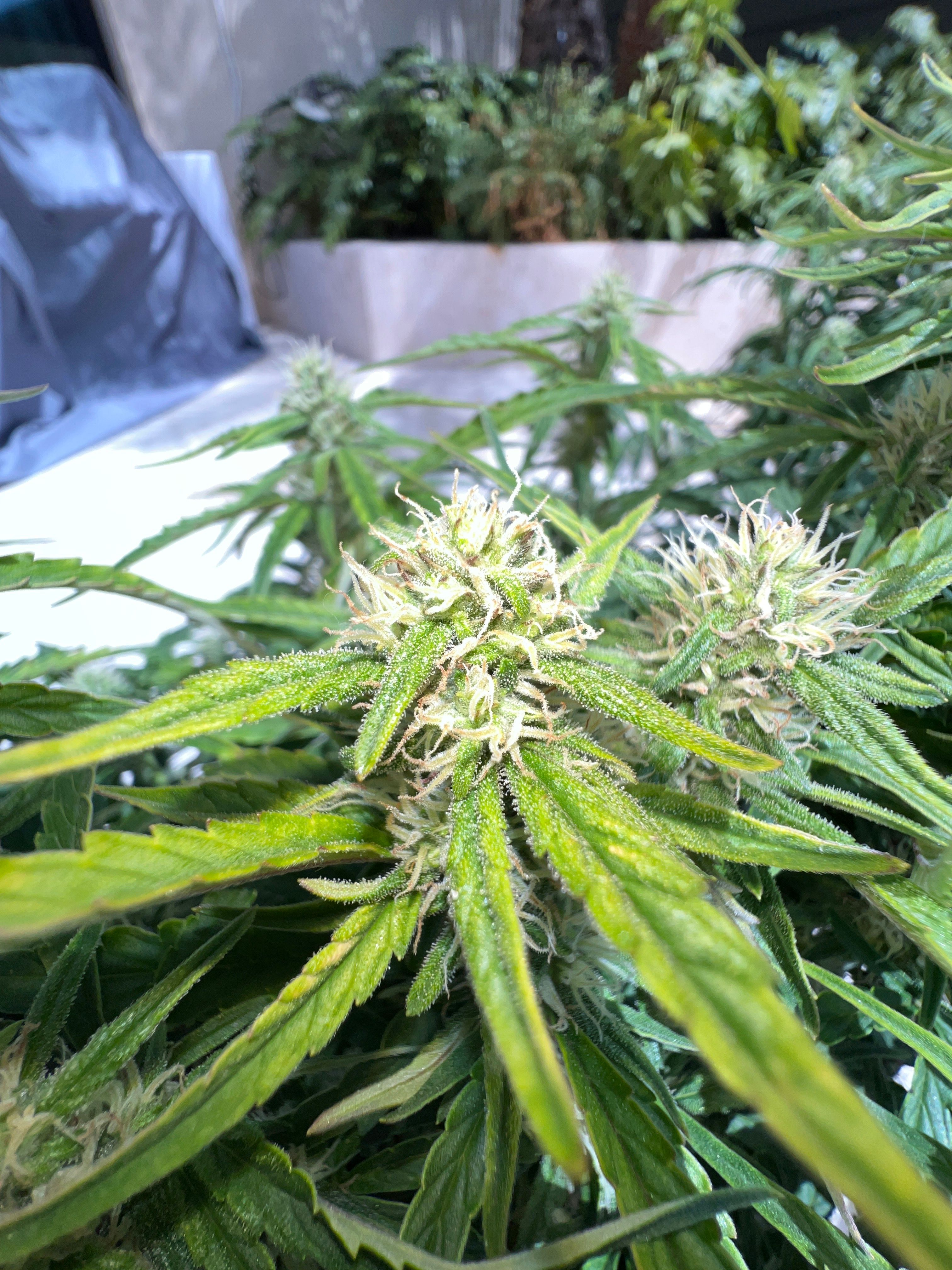 Gorilla Glue Auto growlog photo 20